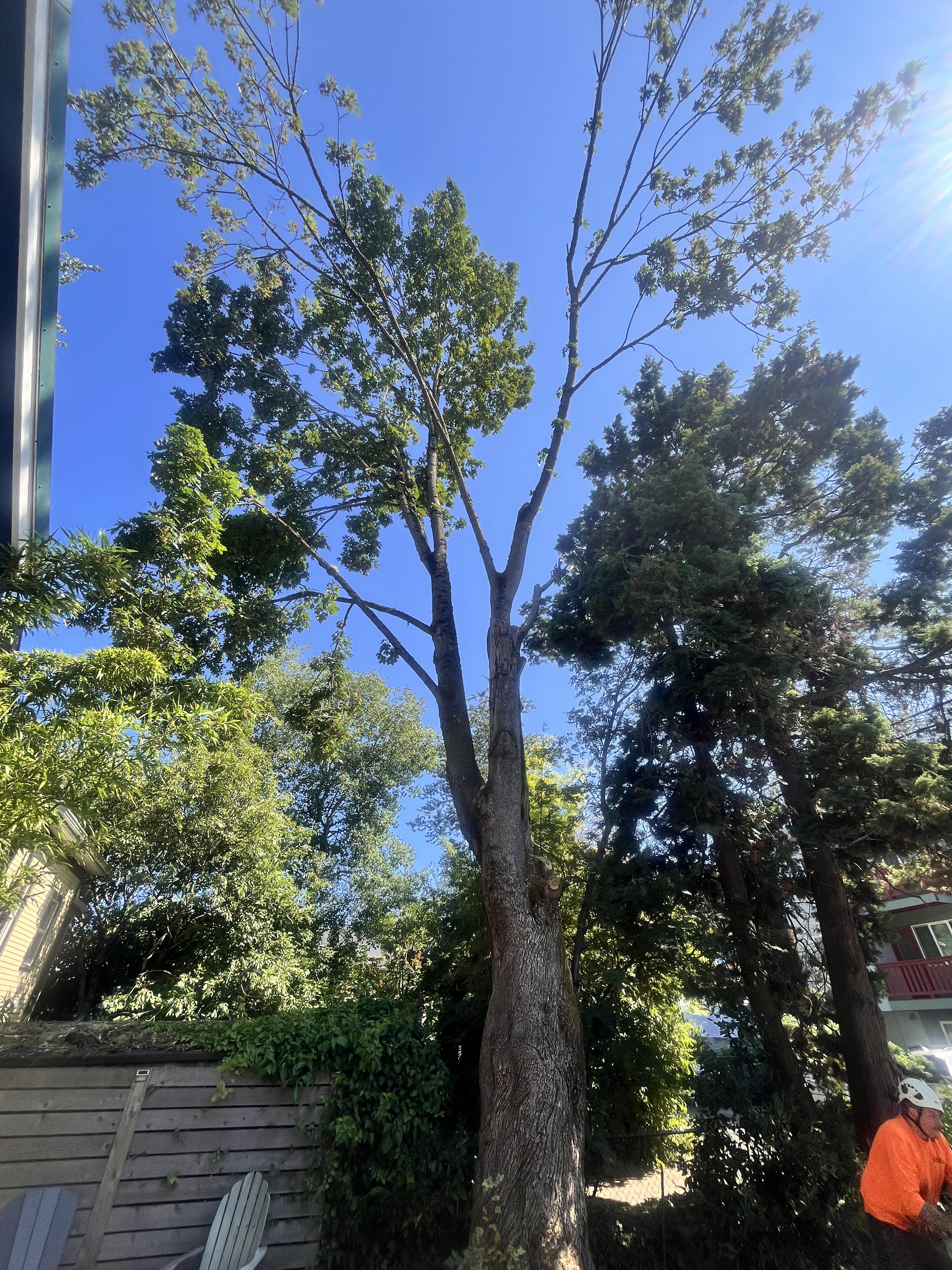 Preserving an 85-Foot Maple: A Seattle Case Study in Tree Risk Assessment